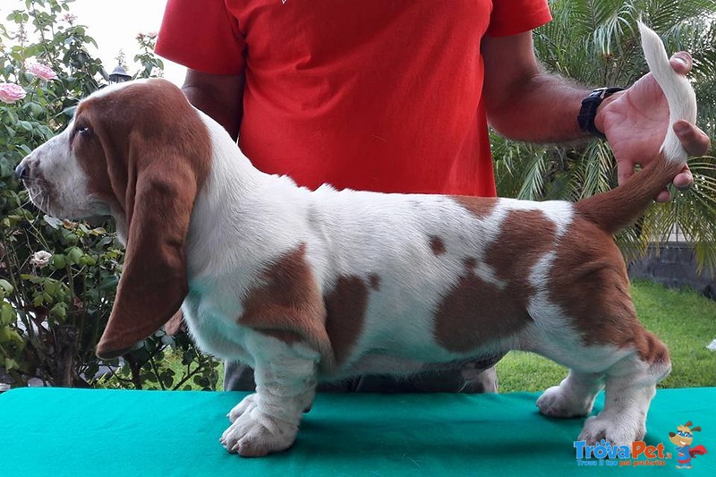 Cuccioli Bassethound alta Genealogia da Allevamento Enci/fci - Foto n. 5