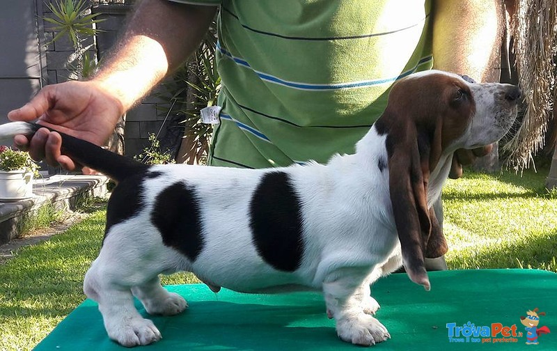 Cuccioli Bassethound alta Genealogia da Allevamento Enci/fci - Foto n. 6