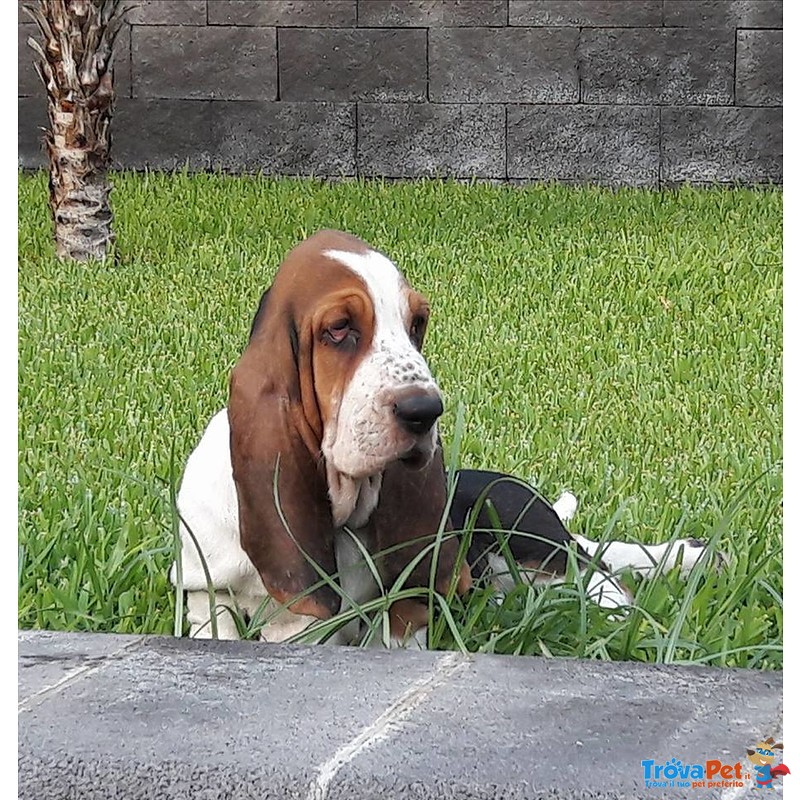 Cuccioli Bassethound alta Genealogia da Allevamento Enci/fci - Foto n. 7