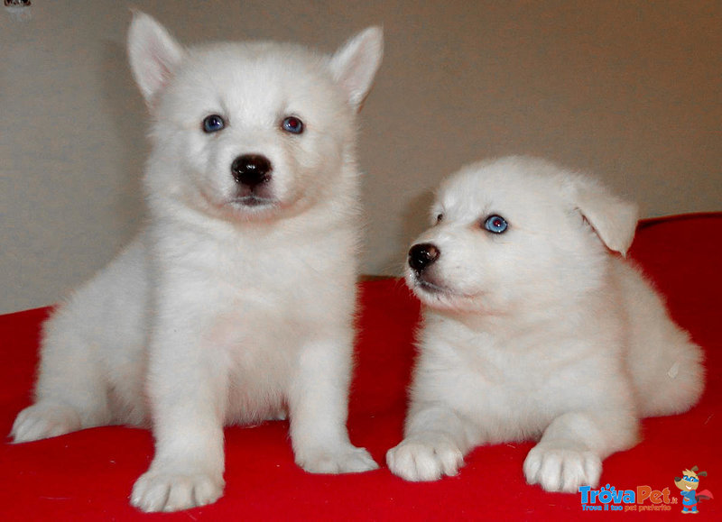 Akita inu Cuccioli - Foto n. 2