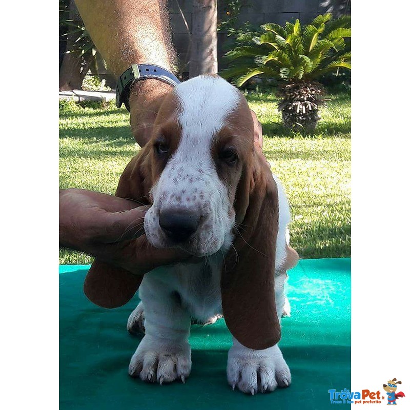 Cuccioli Bassethound alta Genealogia da Allevamento Enci/fci - Foto n. 8