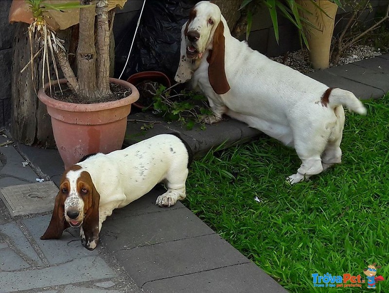 Cuccioli Bassethound alta Genealogia da Allevamento Enci/fci - Foto n. 10