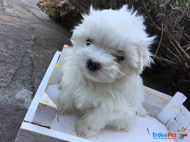 Dolcissimi Cuccioli Maltesi - Foto n. 3