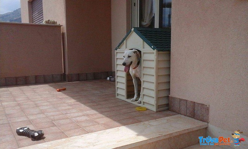 Artù Dolce Affettuoso ma un pò Triste per la sua Situazione Cerca una Famiglia che lo Ami - Foto n. 5