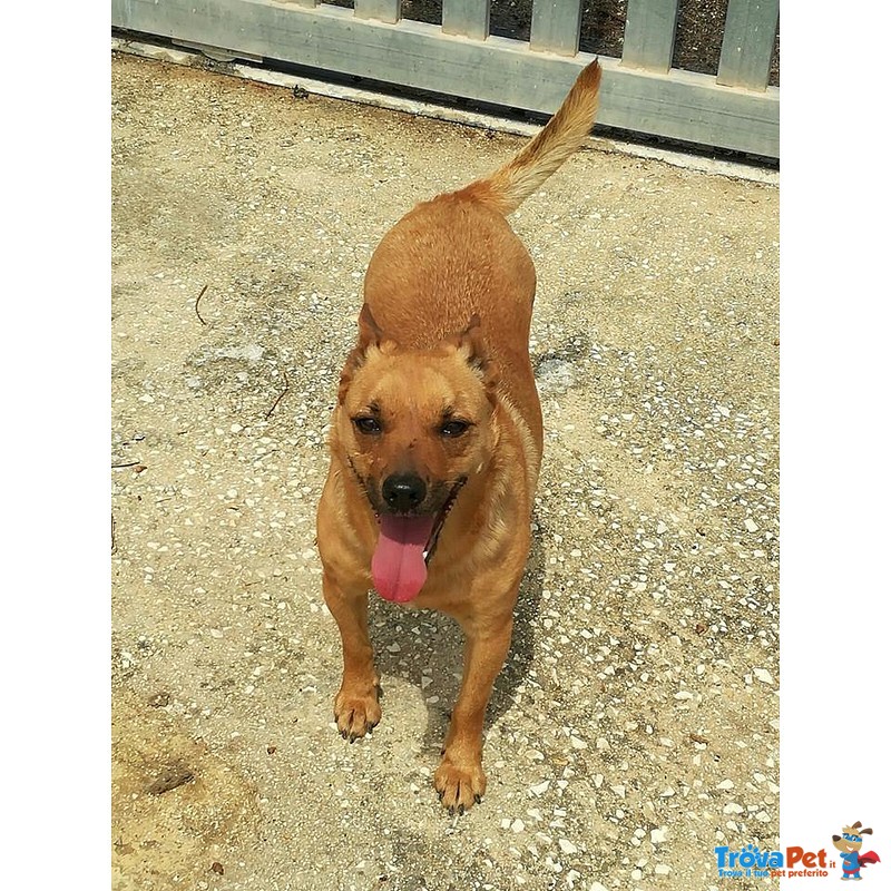 Mama Bella e Gioiosa Cagnolina Cerca Casa - Foto n. 1