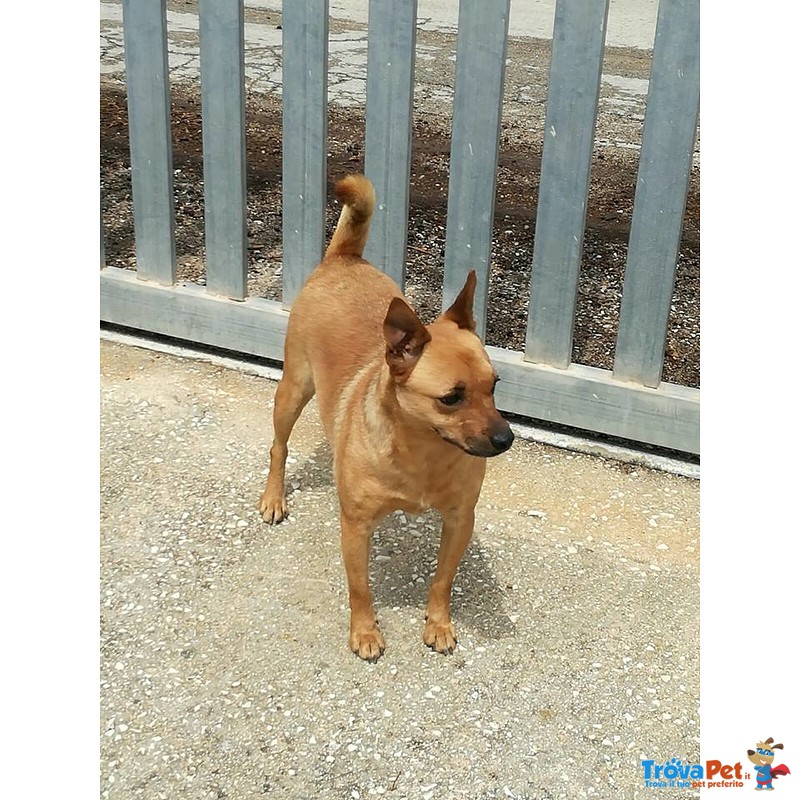 Mama Bella e Gioiosa Cagnolina Cerca Casa - Foto n. 2