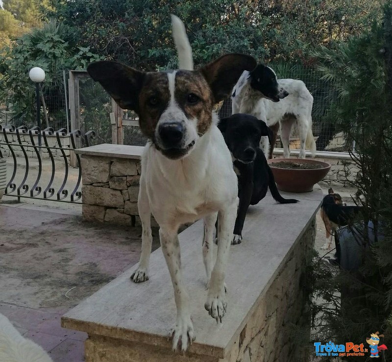 Tazzaro Cerca Famiglia - Foto n. 2