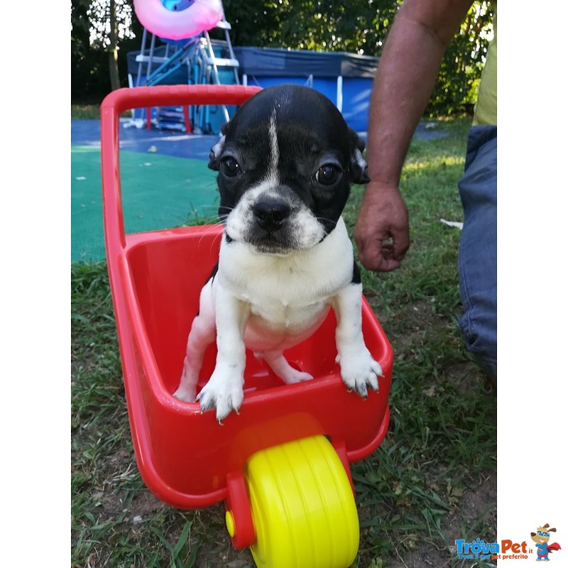 Cuccioli di Bouledogue Francese - Foto n. 1