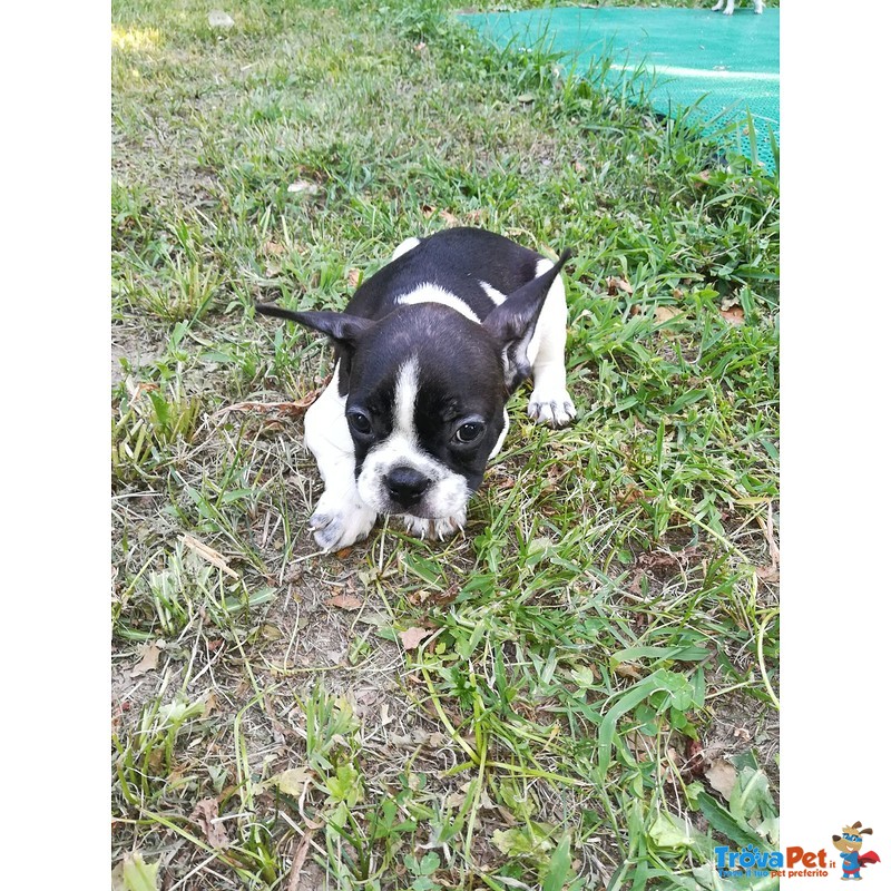 Cuccioli di Bouledogue Francese - Foto n. 2