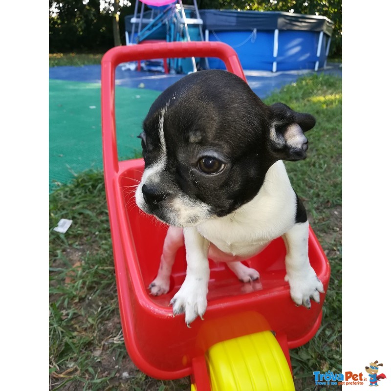 Cuccioli di Bouledogue Francese - Foto n. 3