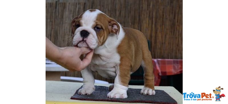 Bulldog Inglesi Cuccioli - Foto n. 2