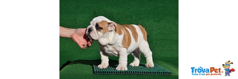Bulldog Inglesi Cuccioli - Foto n. 4