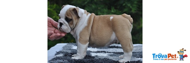 Bulldog Inglesi Cuccioli - Foto n. 6