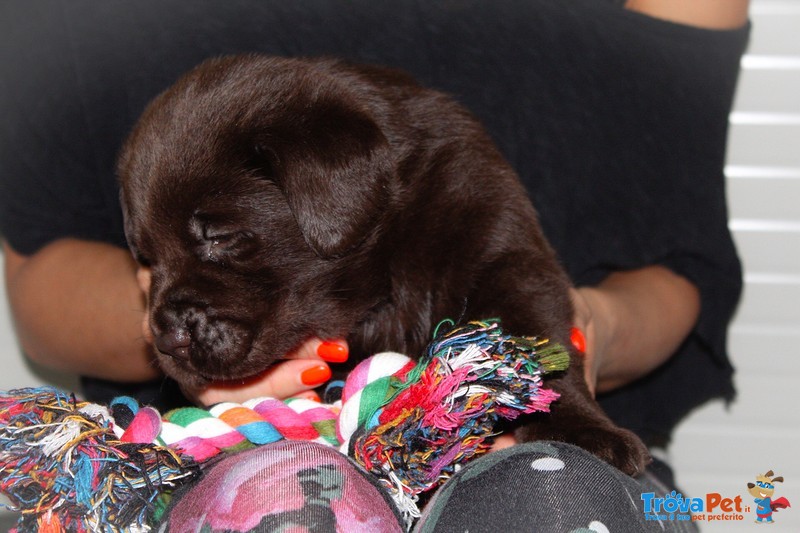 Cucciolata di Labrador Chocolate - Foto n. 1