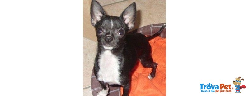 Chihuahua toy Cucciolo - Foto n. 1