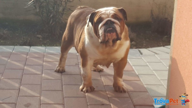 Bulldog Inglese Femmina - Foto n. 1