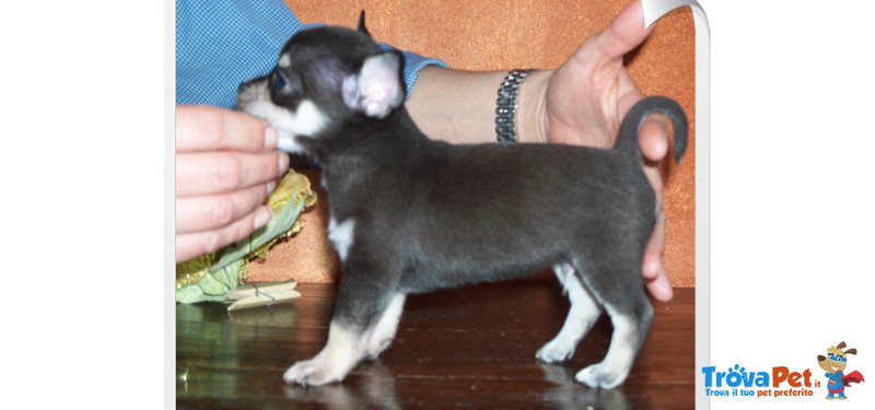 Chihuahua mini Toy - Foto n. 1