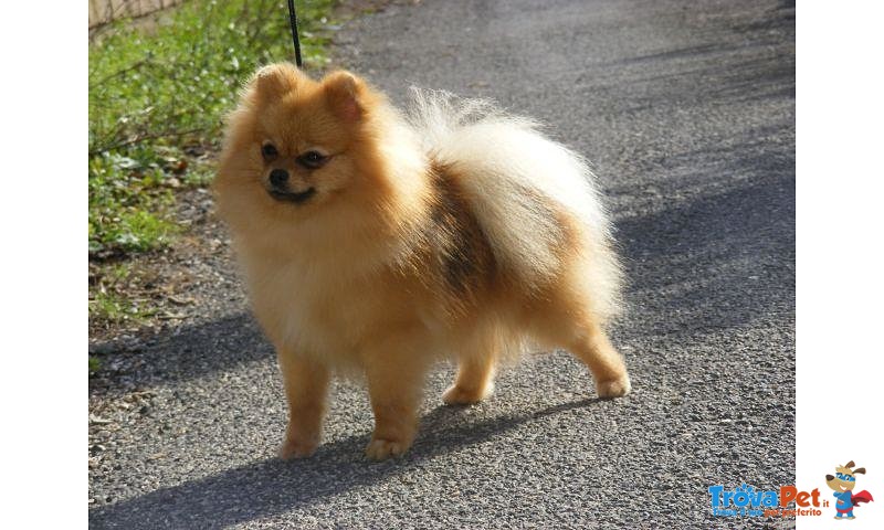 Cucciola di Volpino Della Pomerania - Foto n. 1