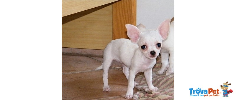 Chihuahua Cucioli - Foto n. 2