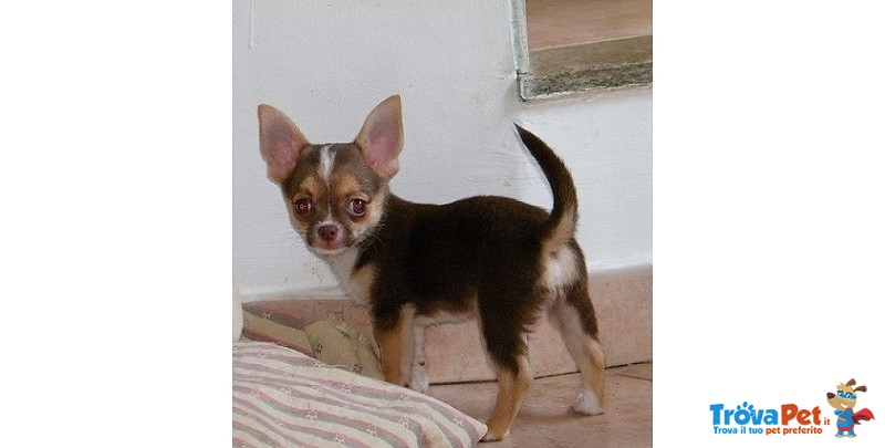 Chihuahua Cucioli - Foto n. 4