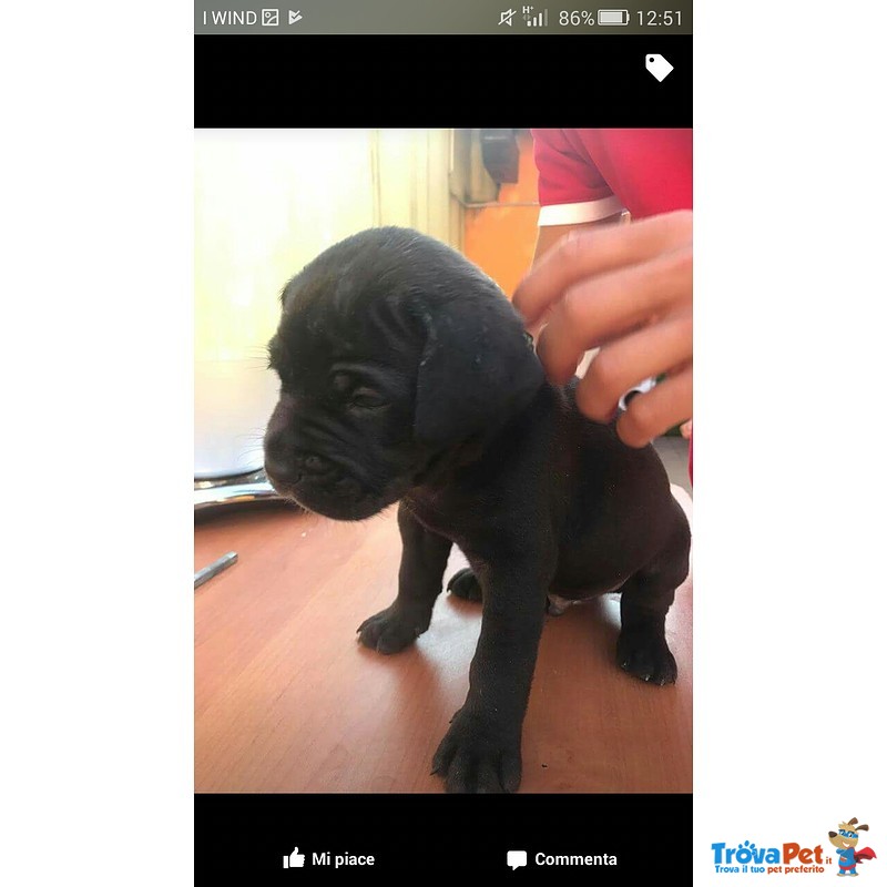 Cuccioli cane Corso - Foto n. 2