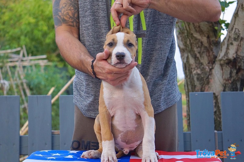 Ultimi Cuccioli di Amstaff Disponibili - Foto n. 1