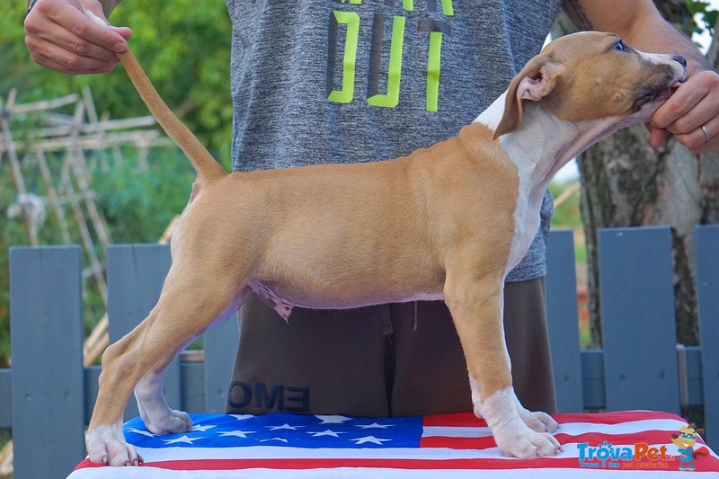 Ultimi Cuccioli di Amstaff Disponibili - Foto n. 2