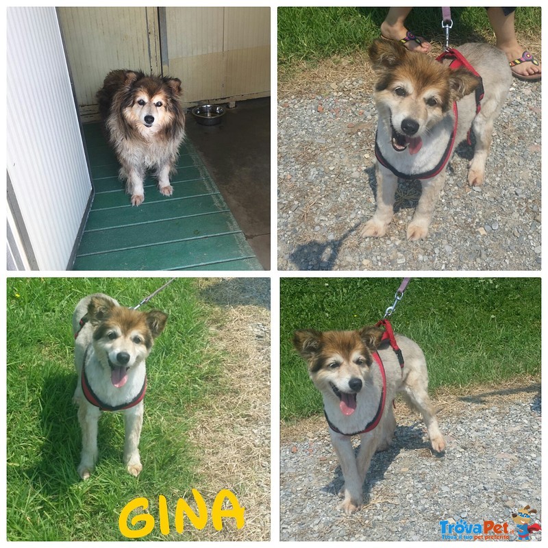Gina in Cerca di Casa - Foto n. 1