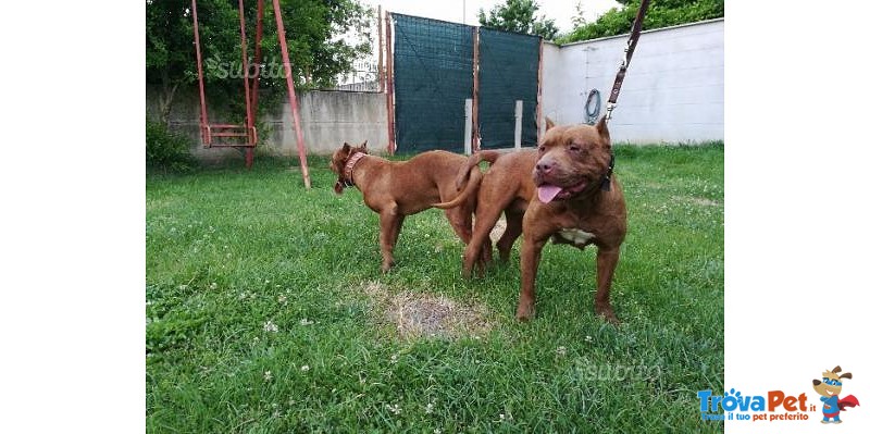 Pit bull ukc red Nose - Foto n. 5
