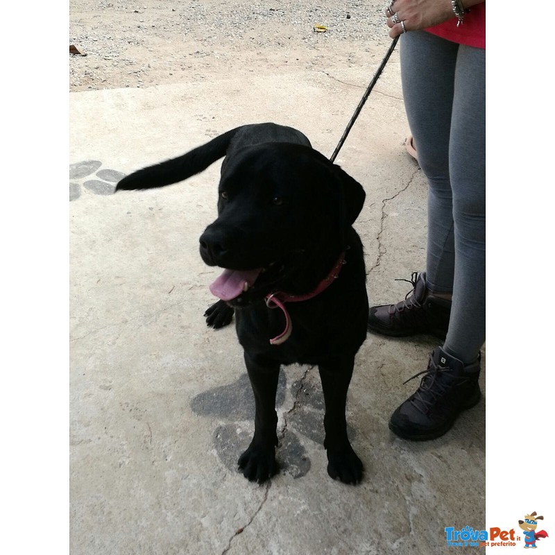 Rocky, Labrador Puro, 2 Anni, una vita Rinchiuso in uno Scantinato ed ora il Riscatto, Cerca Casa - Foto n. 1