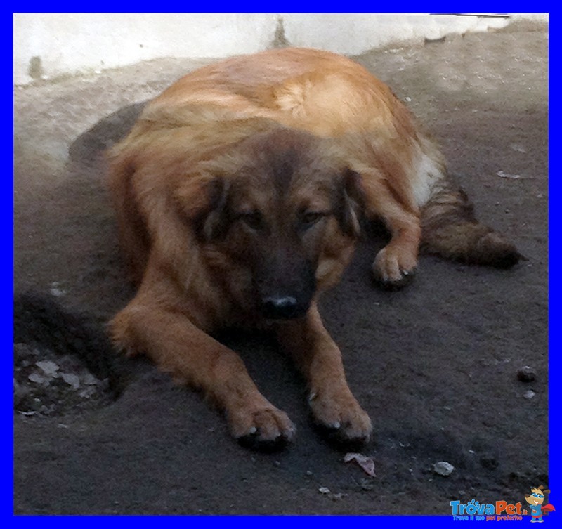 Enea Splendido Cucciolona Aspetta una Famiglia - Foto n. 1