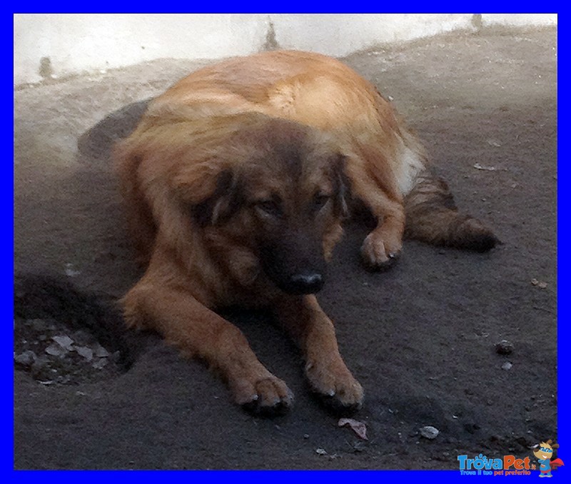 Enea Splendido Cucciolona Aspetta una Famiglia - Foto n. 2