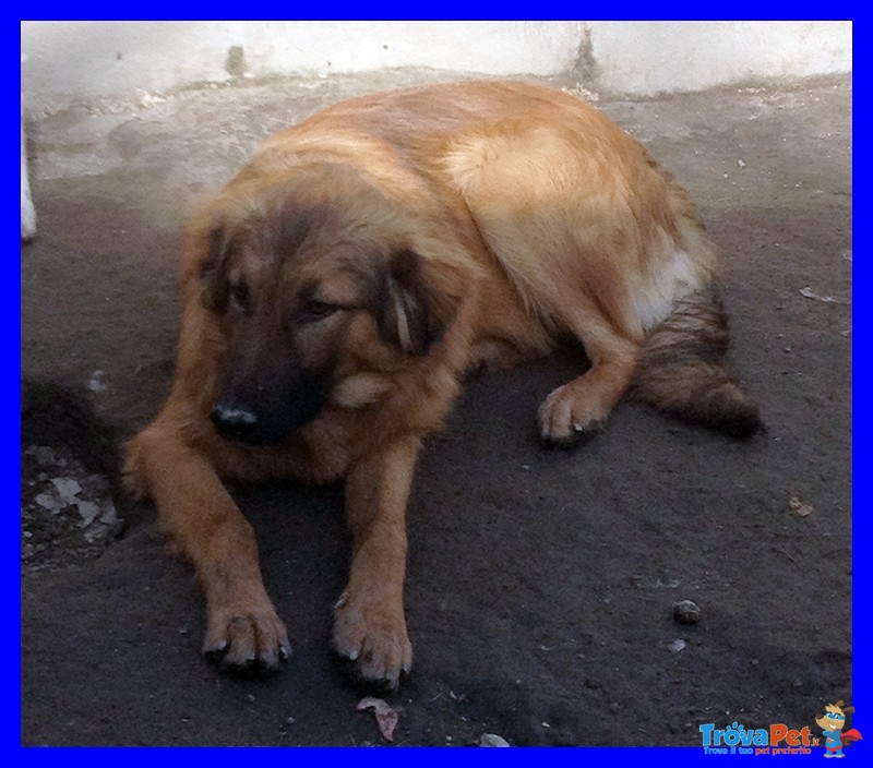 Enea Splendido Cucciolona Aspetta una Famiglia - Foto n. 5