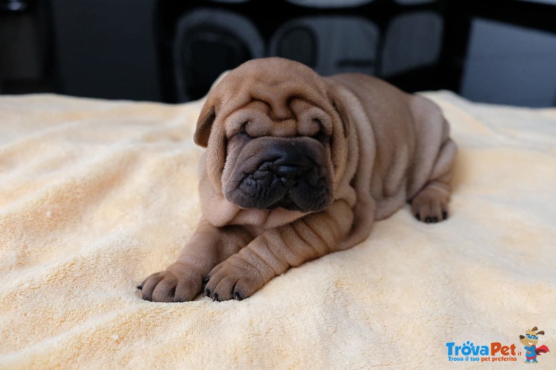 Bellissimi Cuccioli di Shar-Pei Disponibili - Foto n. 3