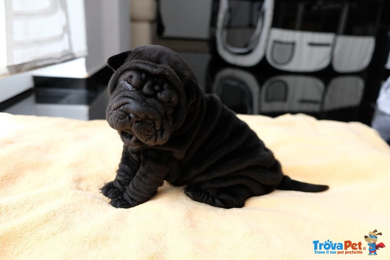 Bellissimi Cuccioli di Shar-Pei Disponibili - Foto n. 4