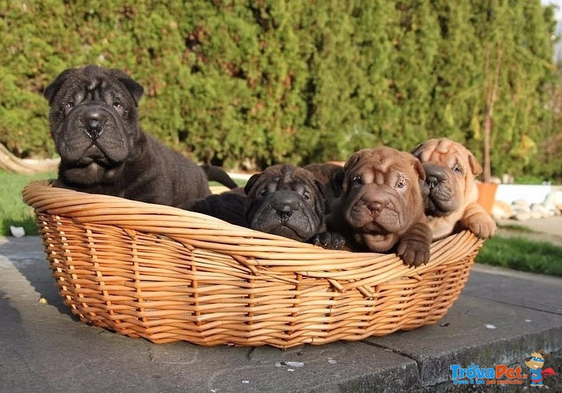 Bellissimi Cuccioli di Shar-Pei Disponibili - Foto n. 6