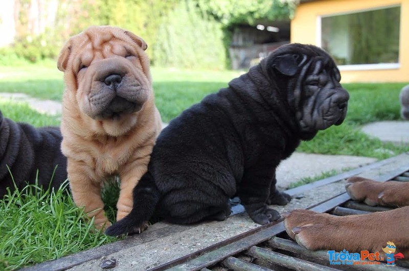 Bellissimi Cuccioli di Shar-Pei Disponibili - Foto n. 7