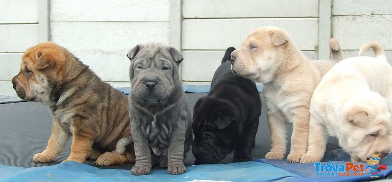 Bellissimi Cuccioli di Shar-Pei Disponibili - Foto n. 9