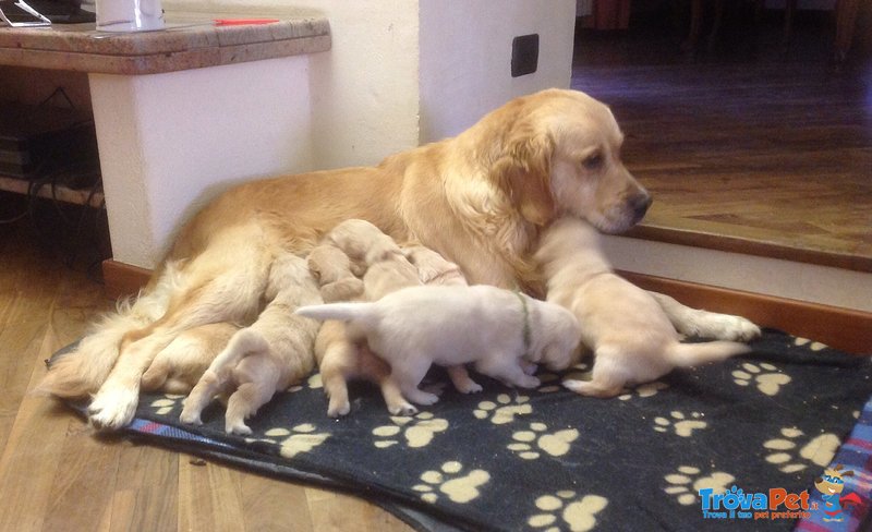 Cuccioli di Golden Retriever - Foto n. 2