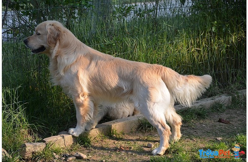 Cuccioli di Golden Retriever - Foto n. 3