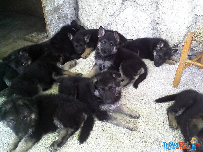 Cuccioli di Pastore Tedesco - Foto n. 2