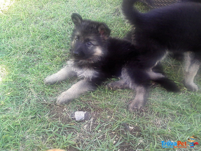 Cuccioli di Pastore Tedesco - Foto n. 3