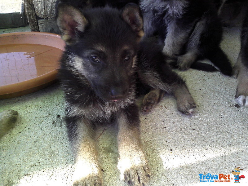 Cuccioli di Pastore Tedesco - Foto n. 4