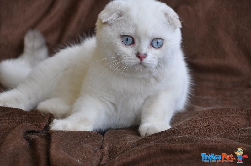 Gattino Scottish Fold - Foto n. 1