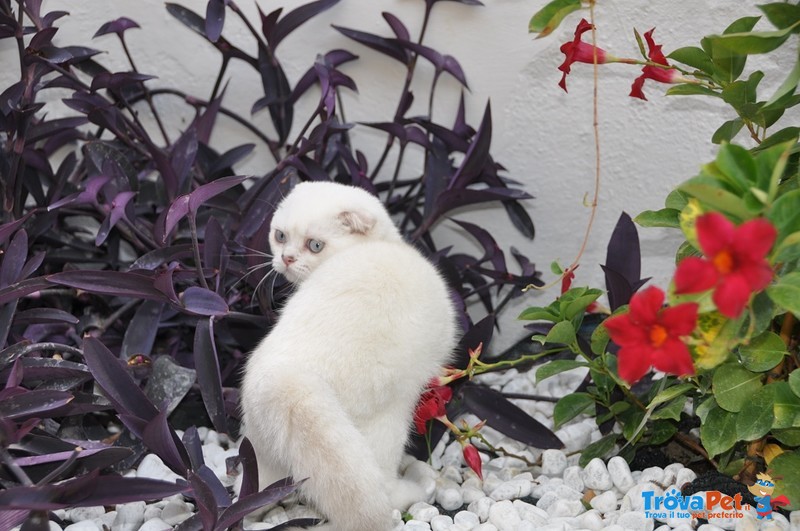 Gattino Scottish Fold - Foto n. 3