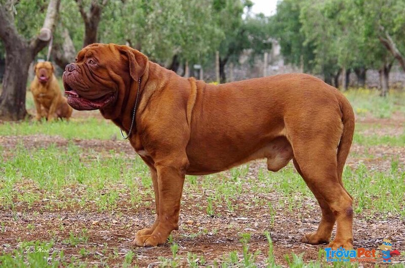 Dogue de Bordeaux - Foto n. 2