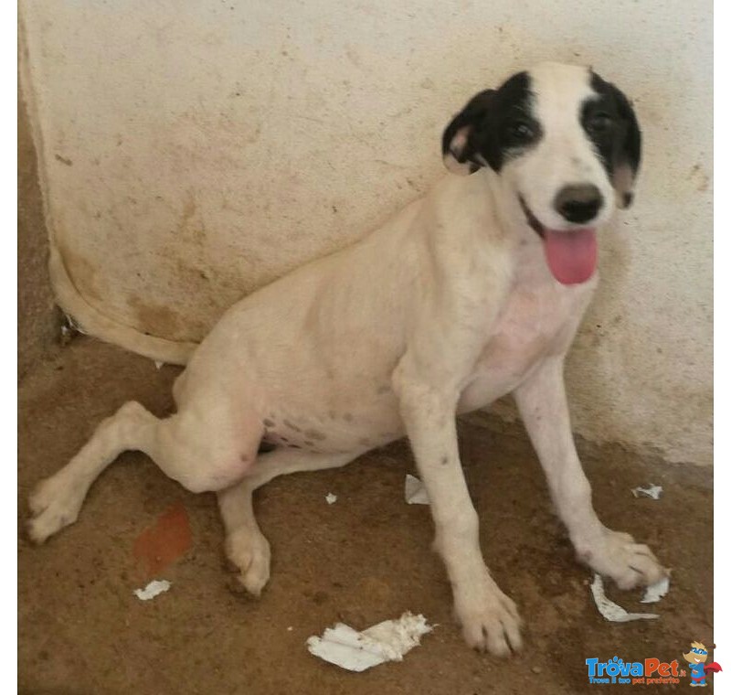 Irma Dolcissima Cucciola Cerca Casa - Foto n. 1