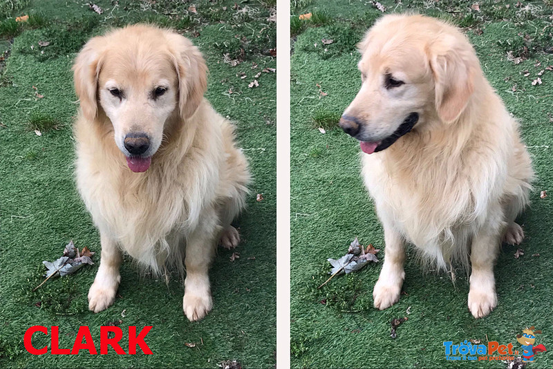 Clark, Stupendo Golden Retriever, Meta’ Della sua vita Trascorsa in un box, la sua vita Un’odissea, - Foto n. 1