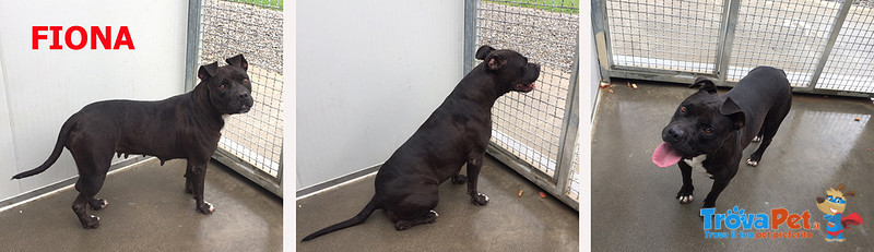 Fiona, Belissima Pitbullina, Chiusa nel box con la sola Compagnia Della Solitudine, Cerca Casa - Foto n. 1