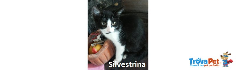 Silvestrina e Titti, due Micette da dare in Adozione - Foto n. 1